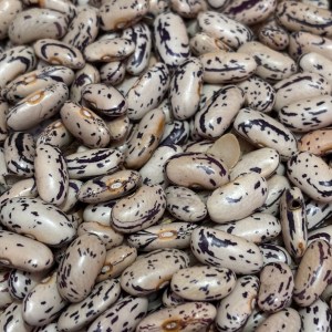 White Rajma (Darma) 600gms