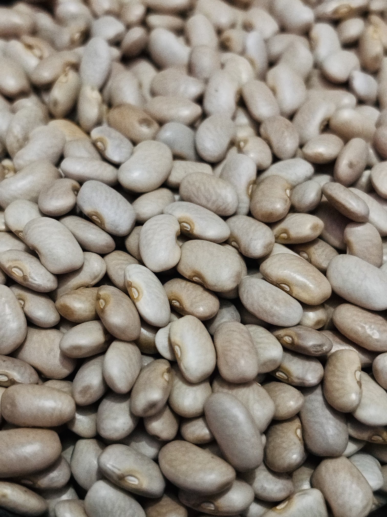 Small White Rajma 600gms